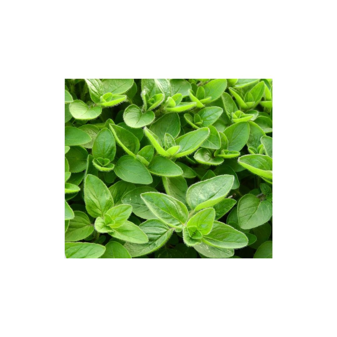 Marjoram (Sweet) Essential Oil 15ml